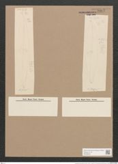 Pleurosigma hermanii Ralfs. (de-Toni-Nr.: Genus 13, Species 1011) Zeichnungen Sammlung Grunow Nr. 2063 (NHMW-BOT-W0368924)